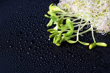 Siyah zemin üzerinde karışık organik mikro yeşiller ve su damlaları. Taze ayçiçeği ve sağlıklı vejetaryen yemekleri pişirmek için bir yığın yonca mikro yeşil lahanası. Sağlıklı gıda ve diyet konsepti. Mikroyeşillikleri kes