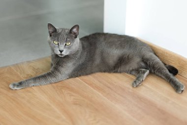 Yerde uzanmış tatlı gri bir kedi. Zarif Rus Mavi Kedisinin Portresi