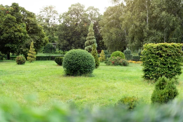 Park with shrubs and green lawns, landscape design. Topiary, green decor in the park