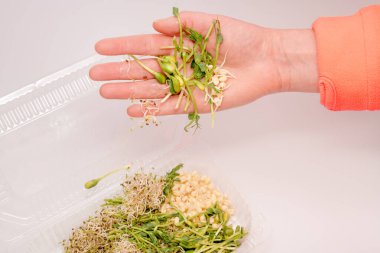 Küçük yeşillikleri tutan bir kadın. Beyaz arka planda yeşillikler olan plastik bir kap. Sağlıklı beslenme kavramı olan taze bahçe, doğadan gelen vitaminlerin ve sağlığın sembolü olarak organik olarak gelişir. Sınır ötesi depolama veya satış için paketlenmiş mikroyeşiller