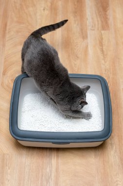 Cat using toilet, cat in litter box, for pooping or urinate, pooping in clean sand toilet. Grey cat breed Russian Blue clipart
