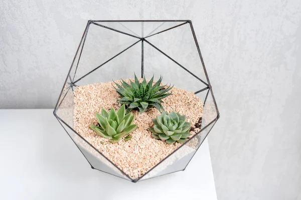 Üvegflorárium Váza Zamatos Növényekkel Kis Kaktusz Fehér Asztalon Kis Kert — Stock Fotó