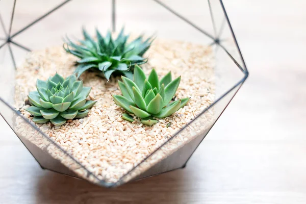 Vase Verre Fleuri Avec Plantes Succulentes Petit Cactus Sur Fond — Photo