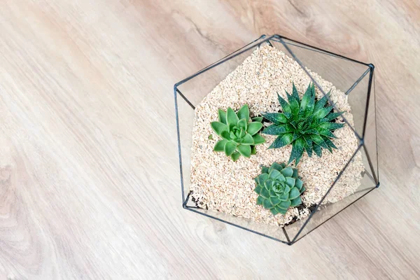 Vase Verre Fleuri Avec Plantes Succulentes Petit Cactus Sur Fond — Photo