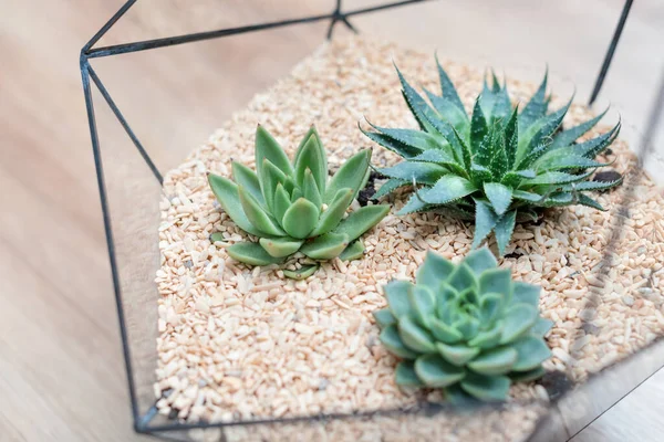 Florero Vidrio Con Plantas Suculentas Pequeños Cactus Sobre Fondo Madera — Foto de Stock