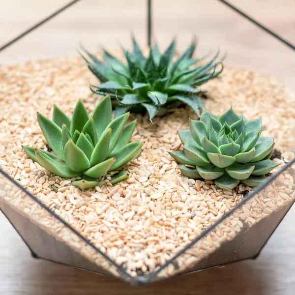 Vase Verre Fleuri Avec Plantes Succulentes Petit Cactus Sur Fond — Photo