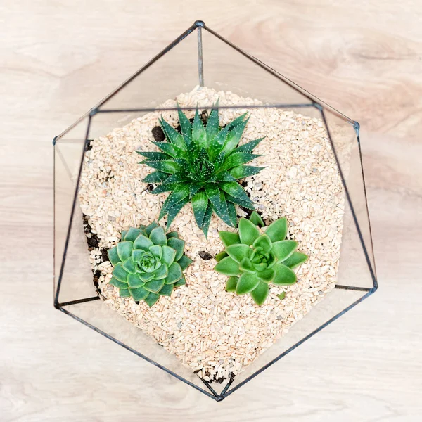 Üvegflorárium Váza Zamatos Növényekkel Kis Kaktuszokkal Alapon Kis Kert Miniatűr — Stock Fotó
