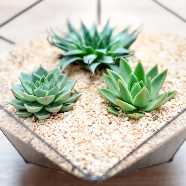 Florero Vidrio Con Plantas Suculentas Pequeños Cactus Sobre Fondo Madera — Foto de Stock