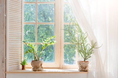 Yeşil kaktüs, pencere pervazında yumuşak arkaplanı olan sulu şeyler. Bahar ya da yaz tebrik kartı. Pencere kenarındaki ev bitkileri