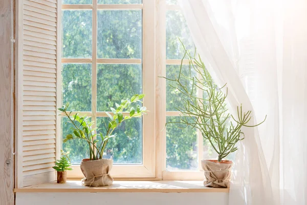 Cactus Vert Succulents Sur Rebord Fenêtre Avec Fond Clair Doux — Photo