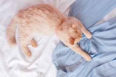 Kırmızı tüylü kedi pijamalarıyla yatakta yatıyor. Kadın kıyafetleriyle yatıp, boşluğu kopyalamak.