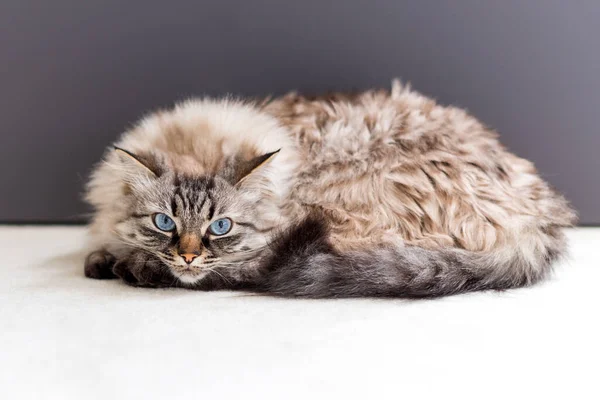 Lindo Gato Acostado Alfombra Neva Masquerade Cat —  Fotos de Stock