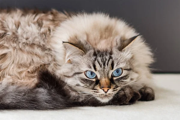 Lindo Gato Acostado Alfombra Neva Masquerade Cat —  Fotos de Stock