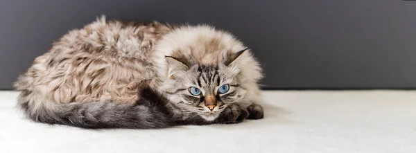 Cute Cat Lying Carpet Neva Masquerade Cat — Stock Photo, Image