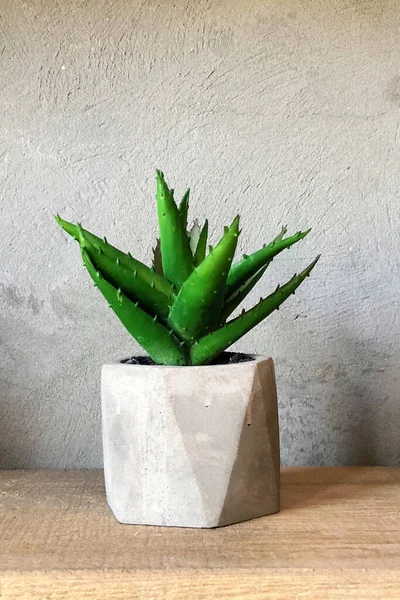 Cactus Intérieur Grenier Succulent Pot Béton — Photo