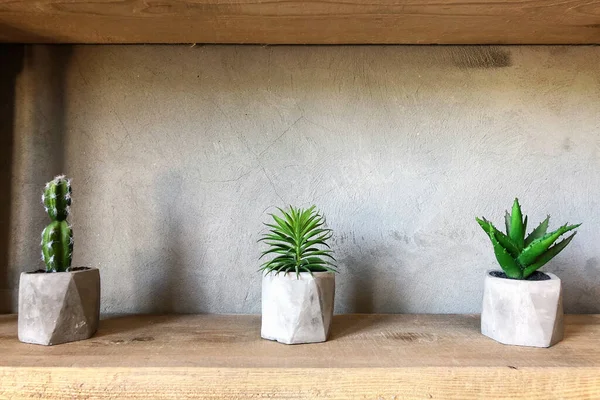 Kaktusz Padlástérben Succulents Betonedényekben — Stock Fotó