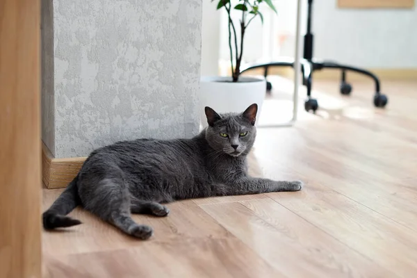 Gato Azul Ruso Tendido Debajo Mesa Casa Gato Relajante —  Fotos de Stock