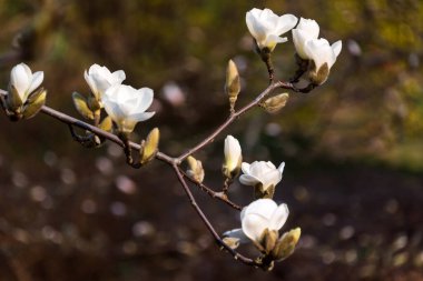 Çiçek açan ağaç dalları. Büyük beyaz çiçekli, açgözlü manolya ağacı. Mükemmel manolya çiçeği