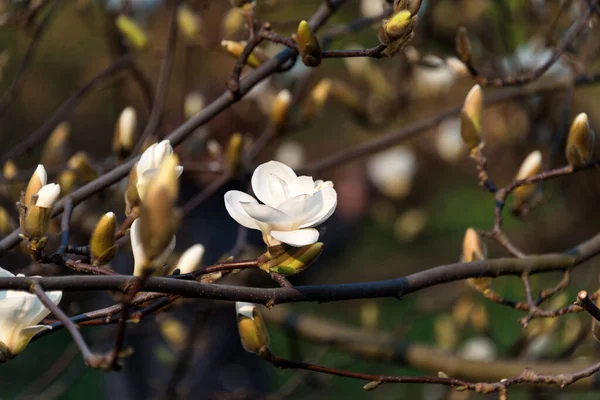 Des Branches Arbres Fleurs Magnolia Fleuri Avec Grandes Fleurs Blanches — Photo