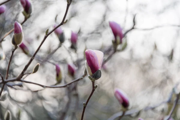 Des Branches Arbres Fleurs Magnolia Fleuri Avec Grandes Fleurs Roses — Photo