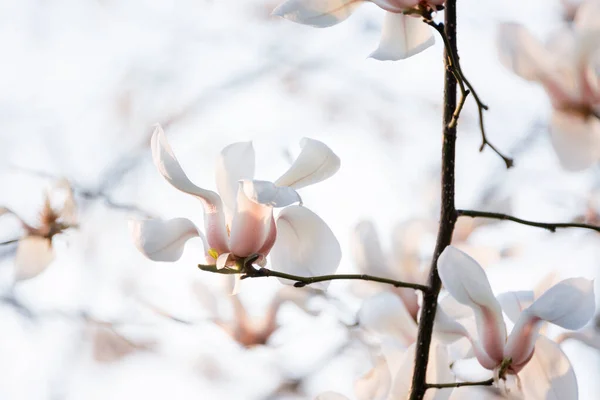 Des Branches Arbres Fleurs Magnolia Fleuri Avec Grandes Fleurs Blanches — Photo