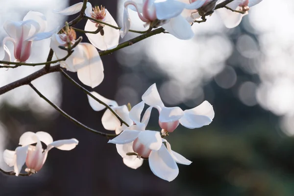 Des Branches Arbres Fleurs Magnolia Fleuri Avec Grandes Fleurs Blanches — Photo