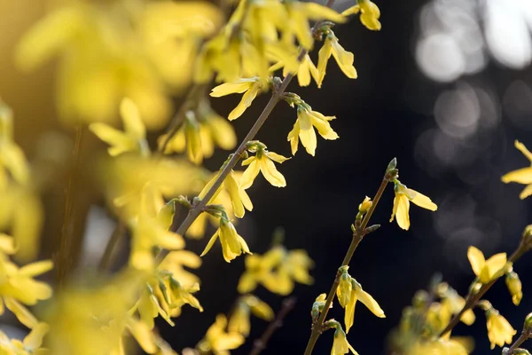 Желтые Цветущие Ветви Деревьев Цветущий Весенний Куст — стоковое фото