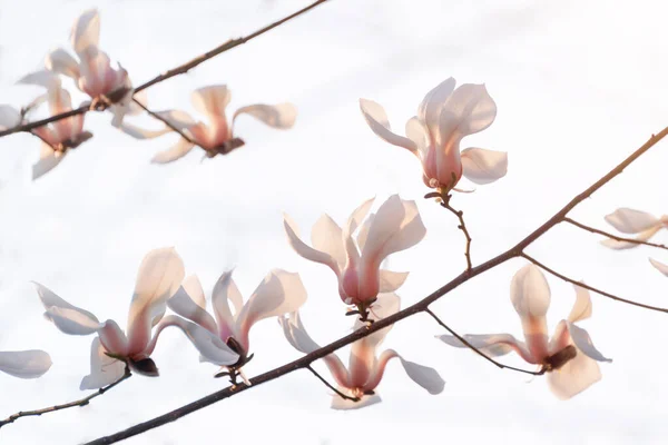 Des Branches Arbres Fleurs Magnolia Fleuri Avec Grandes Fleurs Roses — Photo