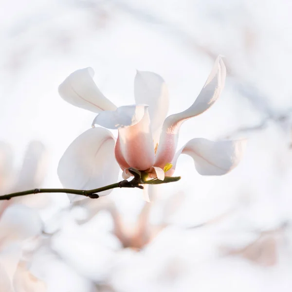 Des Branches Arbres Fleurs Magnolia Fleuri Avec Grandes Fleurs Blanches — Photo