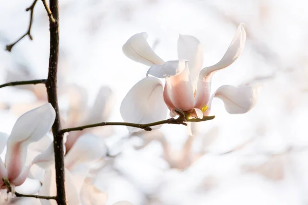 Des Branches Arbres Fleurs Magnolia Fleuri Avec Grandes Fleurs Blanches — Photo