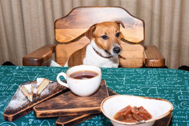 Funny hungry jack russell dog in kitchen eating and drinking tea on table clipart