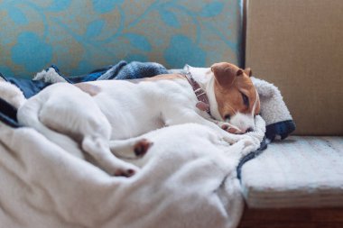 Şirin Jack Russell köpeği sahibinin ceketinde uyuyor. Köpek dinleniyor ya da uyukluyor.
