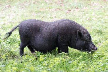 Siyah domuz. Tarladaki İber domuzu.
