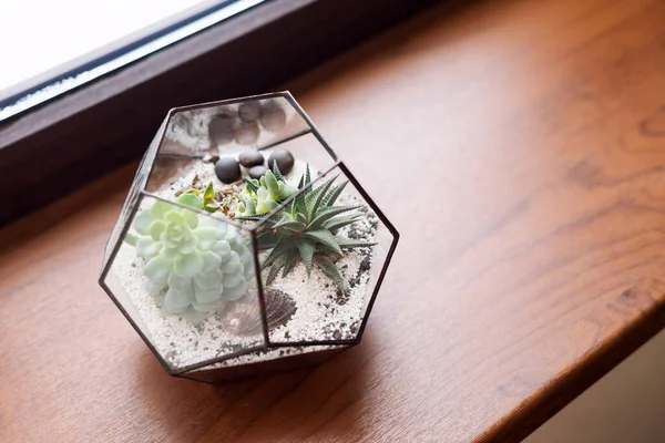 Mini Soczysty Ogród Szklanym Terrarium Drewnianym Parapecie Sukulenty Piaskiem Kamieniami — Zdjęcie stockowe