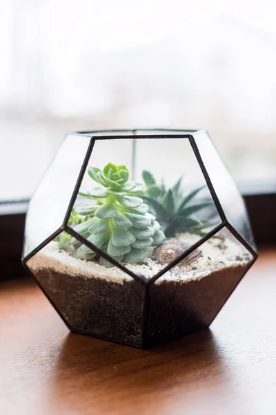 Mini Zamatos Kert Üveg Terráriumban Ablakpárkányon Succulents Homokkal Kövekkel Üvegdobozban — Stock Fotó