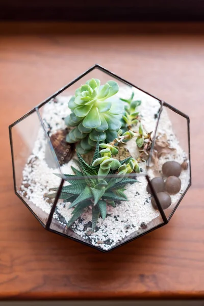 Mini Zamatos Kert Üveg Terráriumban Ablakpárkányon Succulents Homokkal Kövekkel Üvegdobozban — Stock Fotó