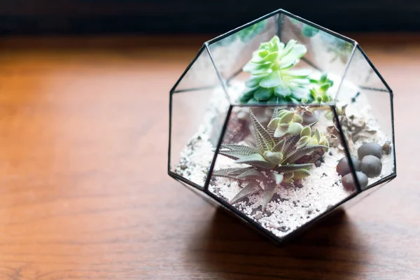 Mini Zamatos Kert Üveg Terráriumban Ablakpárkányon Succulents Homokkal Kövekkel Üvegdobozban — Stock Fotó