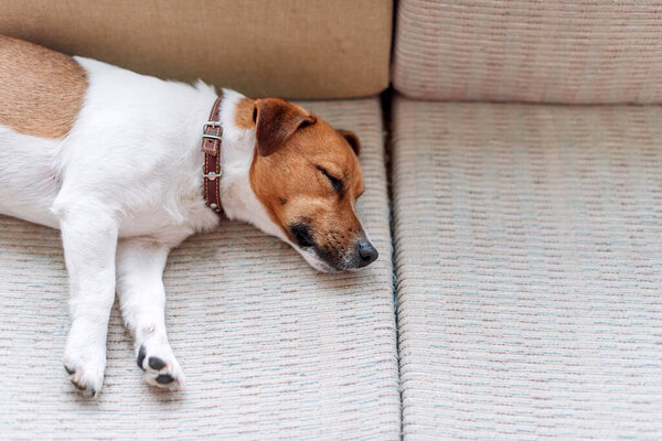 Cute jack russell dog sleeping on the couch. Dog resting or having a siesta, daydreaming