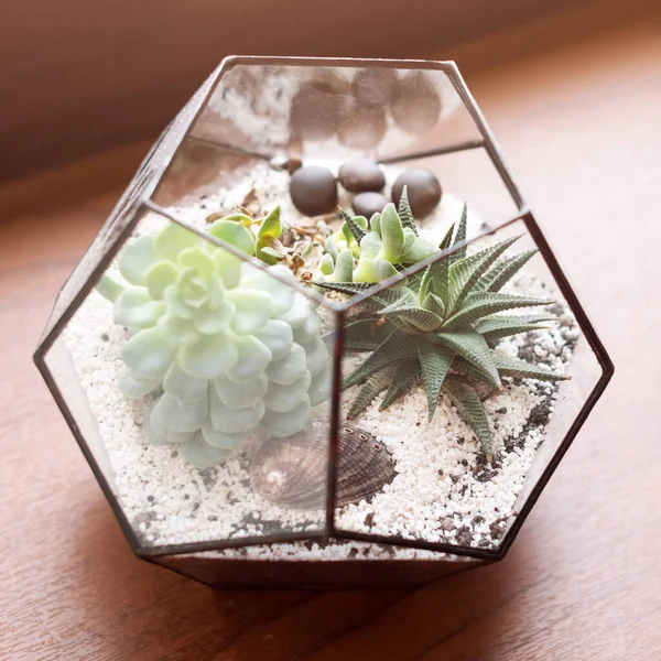 Mini Zamatos Kert Üveg Terráriumban Ablakpárkányon Succulents Homokkal Kövekkel Üvegdobozban — Stock Fotó