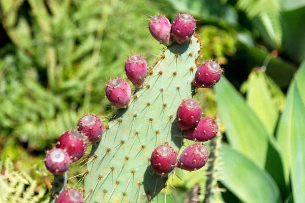 Kaktusz Táj Kaktusz Termesztés Kaktusz Mező Sabres Opuntia Ficus Indica — Stock Fotó