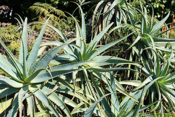 Aloe Vera Növények Trópusi Zöld Növények Aloe Arborescens Botanikus Kertben — Stock Fotó