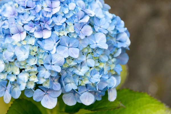 Piękny Niebieski Hortensja Lub Hortensja Kwiat Zbliżenie Kwiat Rozkwicie Wiosnę — Zdjęcie stockowe