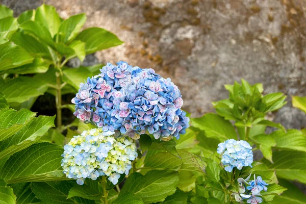 Bonita Hortensia Azul Hortensia Flor Cerca Flor Flor Primavera Fondo — Foto de Stock