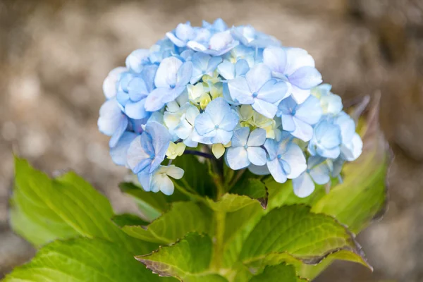 Bonita Hortensia Azul Hortensia Flor Cerca Flor Flor Primavera Fondo — Foto de Stock
