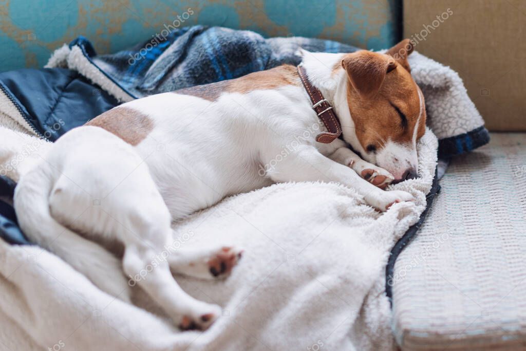 Cute jack russell dog sleeping on the warm jacket of his owner. Dog resting or having a siesta, daydreaming