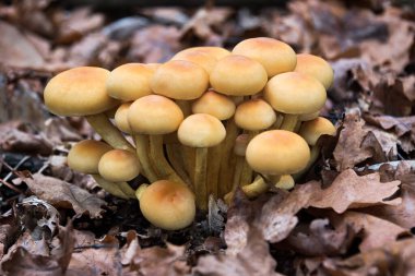 Enokitake mantarı, enoki, futu, deniz ürünleri mantarı, yenilebilir gurme ve ağaçlarda tıbbi mantar yetiştirme. Yeşil yosun ve düşen yapraklarla çevrili sonbahar çam ormanlarında yetişen mantarlar. Yumuşak odak