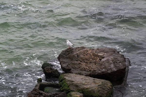 Gaviota Solitaria Pie Sobre Una Roca Mar Mar Frío Invierno — Foto de Stock