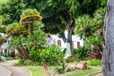 Palmiye ağaçları ve çiçekleri olan güzel bir tropikal bahçe..