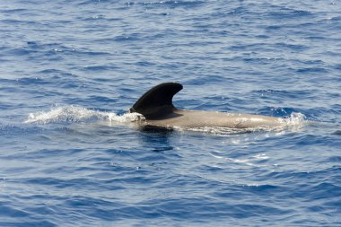 Yunuslar, okyanusta yüzer ve balık avlarlar.