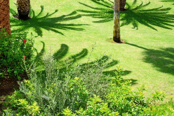 Krásná Tropická Zahrada Palmami Květinami — Stock fotografie